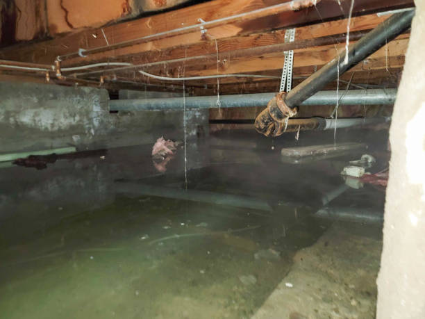 Best Professional water damage repair  in Media, PA